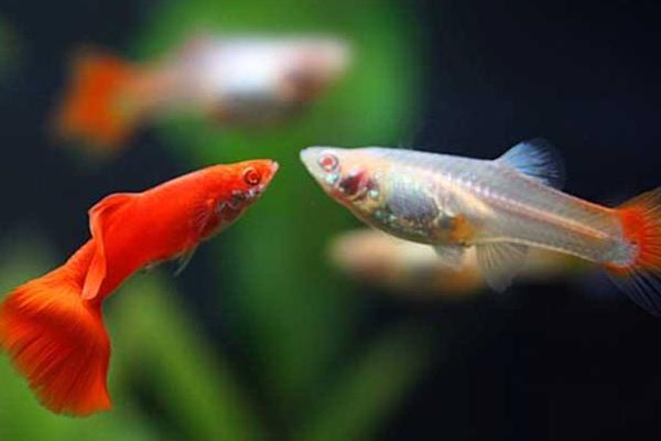 孔雀魚如何繁殖？繁殖時間是怎樣？不繁殖的原因有？