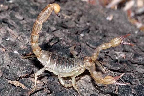 養蝎子需要投資多少