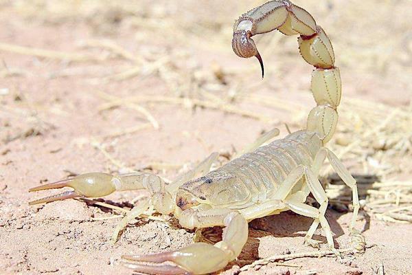 養蝎子需要投資多少