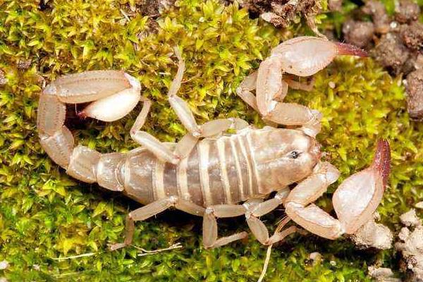 養蝎子需要投資多少