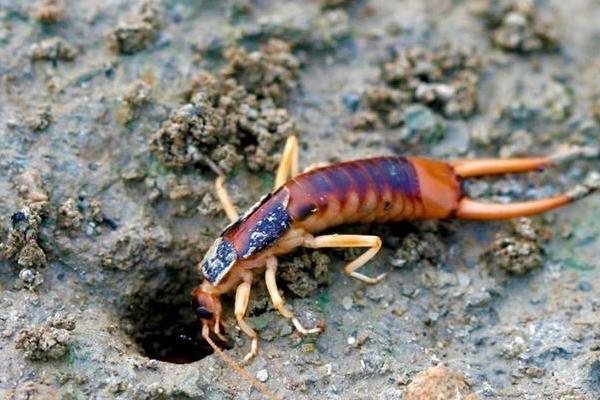 養蝎子需要投資多少