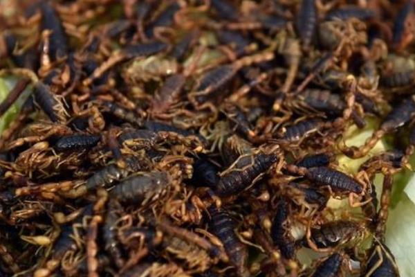 養蝎子需要投資多少