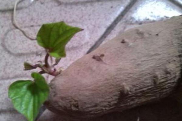 山藥發(fā)芽了還能吃嗎