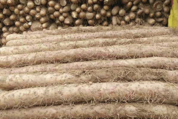 山藥發芽了還能吃嗎