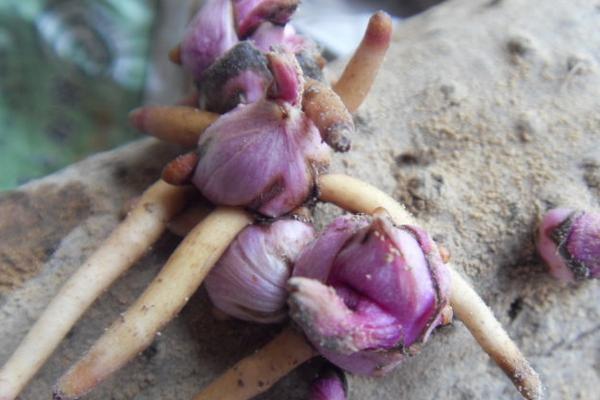 山藥發芽了還能吃嗎