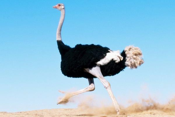 鴕鳥養殖項目可行性分析