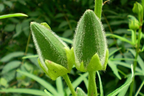 黃秋葵什么季節種植