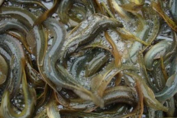 臺灣泥鰍養殖技術