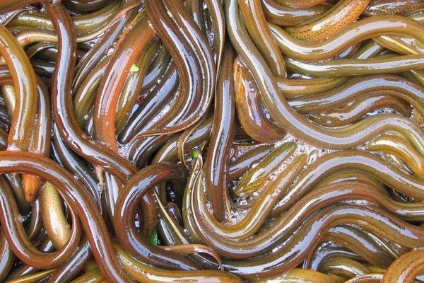 臺灣泥鰍養殖技術