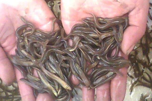 臺灣泥鰍養殖技術