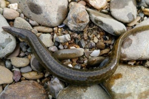 臺灣泥鰍養殖技術
