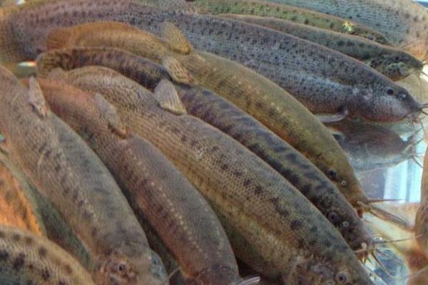 臺灣泥鰍養殖技術