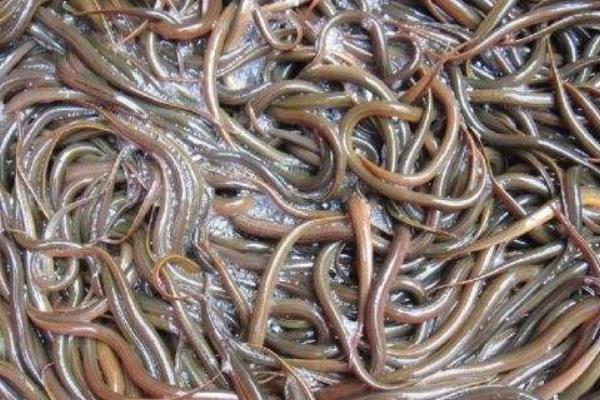 臺灣泥鰍養殖技術