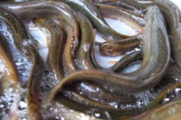 臺灣泥鰍養殖技術