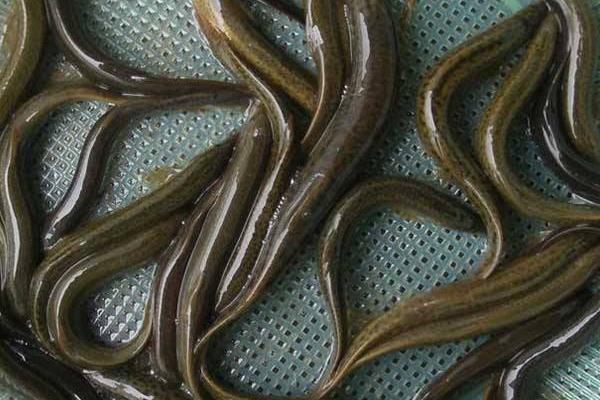 臺灣泥鰍養殖技術