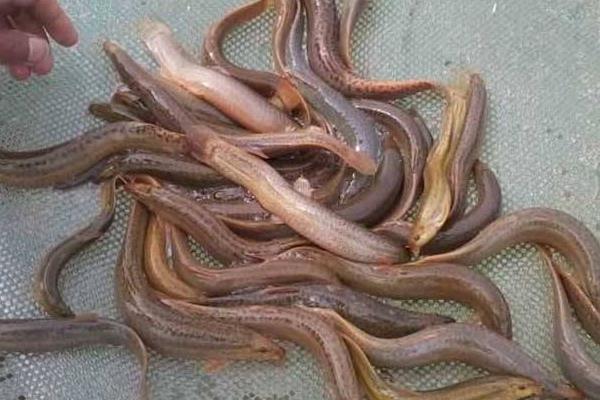 臺灣泥鰍養殖技術