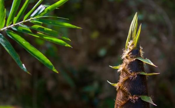 竹筍的熱量是多少