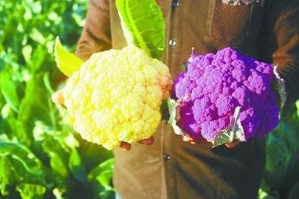 彩色花椰菜價格多少錢一斤