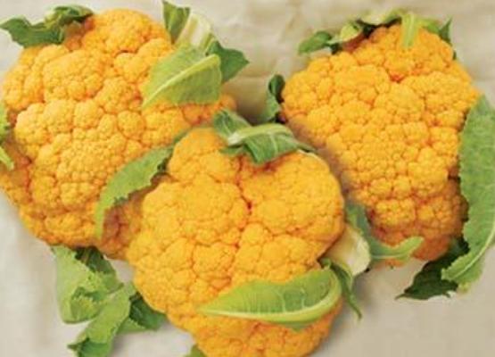 彩色花椰菜價格多少錢一斤