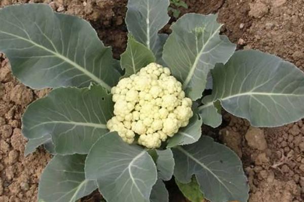 花椰菜的科學種植技術