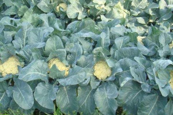 花椰菜的科學種植技術