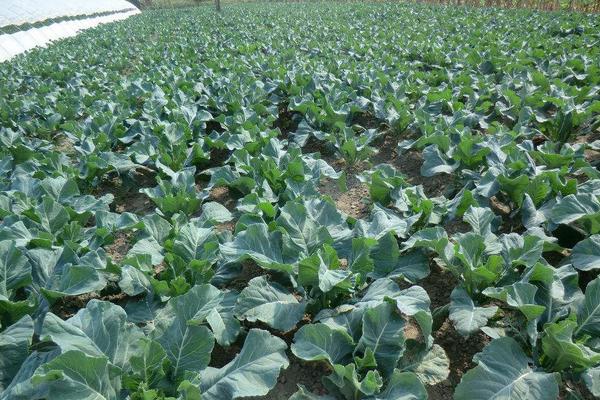 花椰菜的科學種植技術