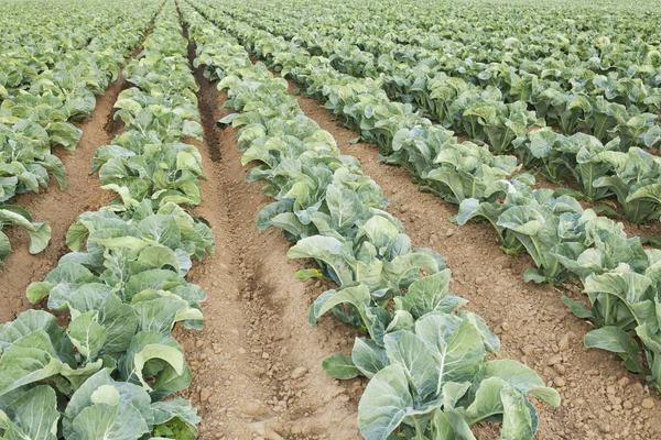 花椰菜的科學種植技術