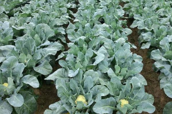 花椰菜的科學種植技術