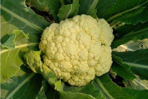 花椰菜的科學種植技術