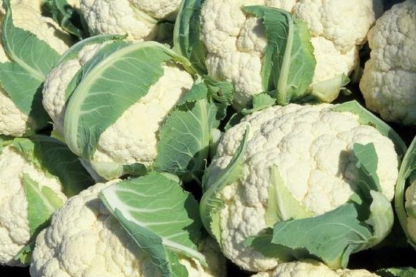 花椰菜功效與作用及禁忌