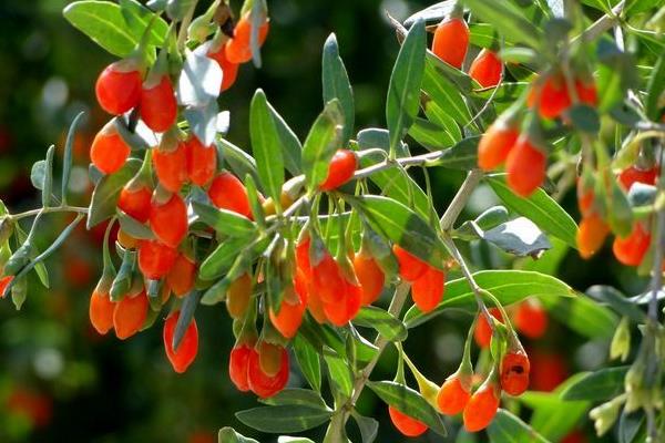 種枸杞一畝投資多少