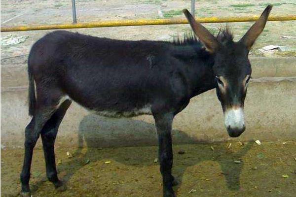 養驢利潤大還是養羊