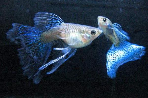 孔雀魚如何交配？不交配的原因又是什么？