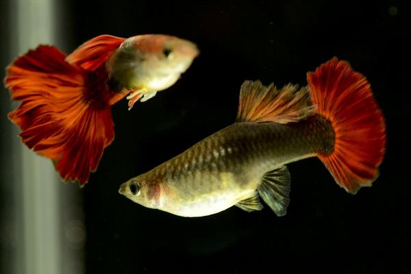 孔雀魚如何交配？不交配的原因又是什么？