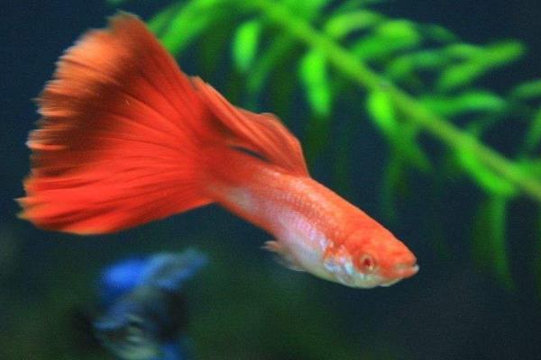 孔雀魚如何交配？不交配的原因又是什么？