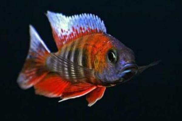 孔雀魚如何交配？不交配的原因又是什么？