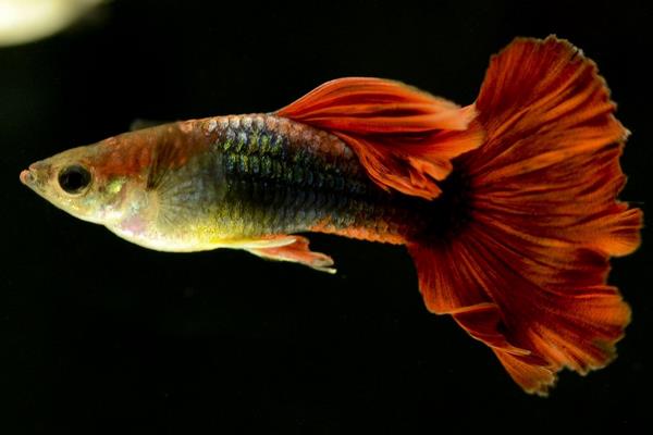 孔雀魚如何交配？不交配的原因又是什么？