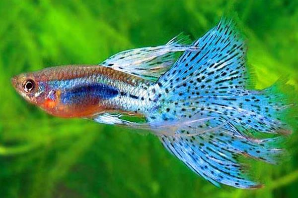 孔雀魚如何交配？不交配的原因又是什么？