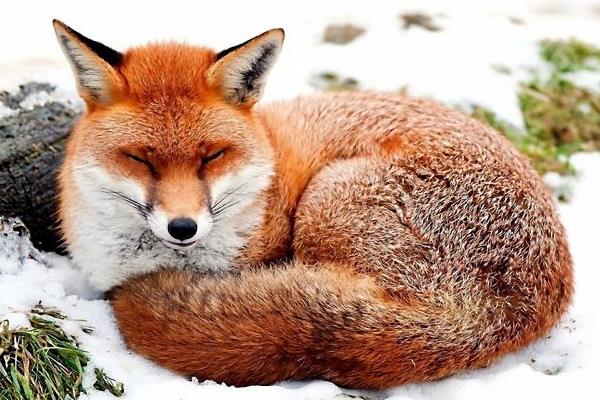 養10組狐貍能賺多少錢?養狐貍的成本和利潤