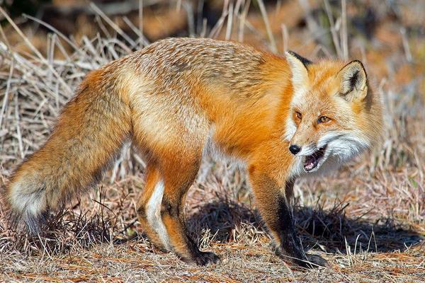 養10組狐貍能賺多少錢?養狐貍的成本和利潤