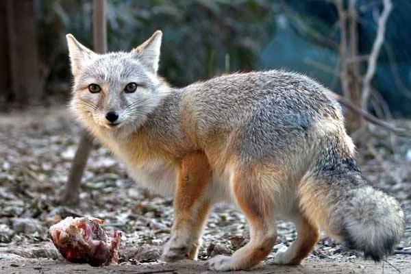 養10組狐貍能賺多少錢?養狐貍的成本和利潤