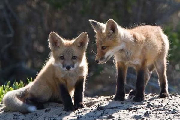 養10組狐貍能賺多少錢?養狐貍的成本和利潤