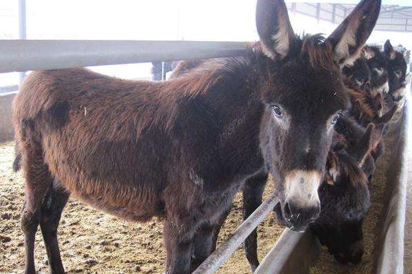 養驢利潤大還是養羊