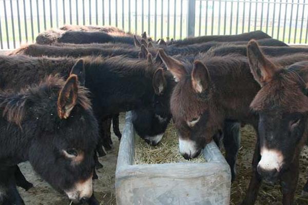養驢利潤大還是養羊