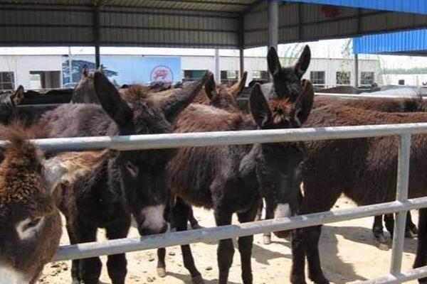 養驢利潤大還是養羊