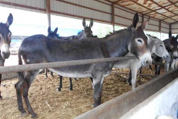 養驢利潤大還是養羊