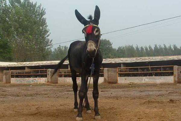 養驢利潤大還是養羊
