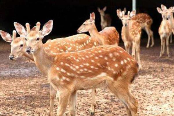 2014養(yǎng)鹿的成本與利潤