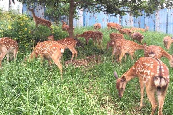 2014養(yǎng)鹿的成本與利潤