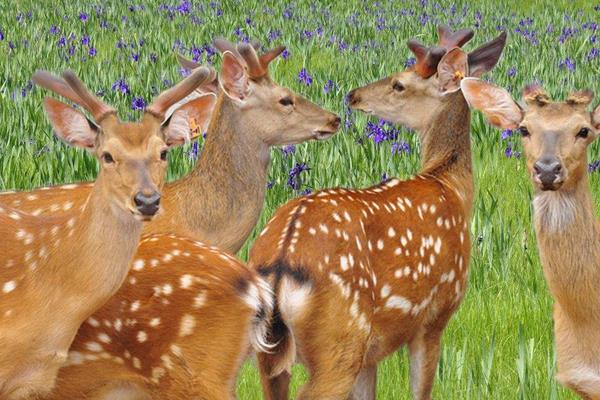 2014養(yǎng)鹿的成本與利潤